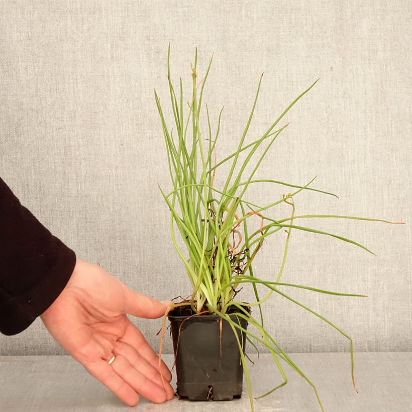 Bulbine frutescens Hallmarck Maceta de 8/9 cm Ejemplar entregado en la primavera
