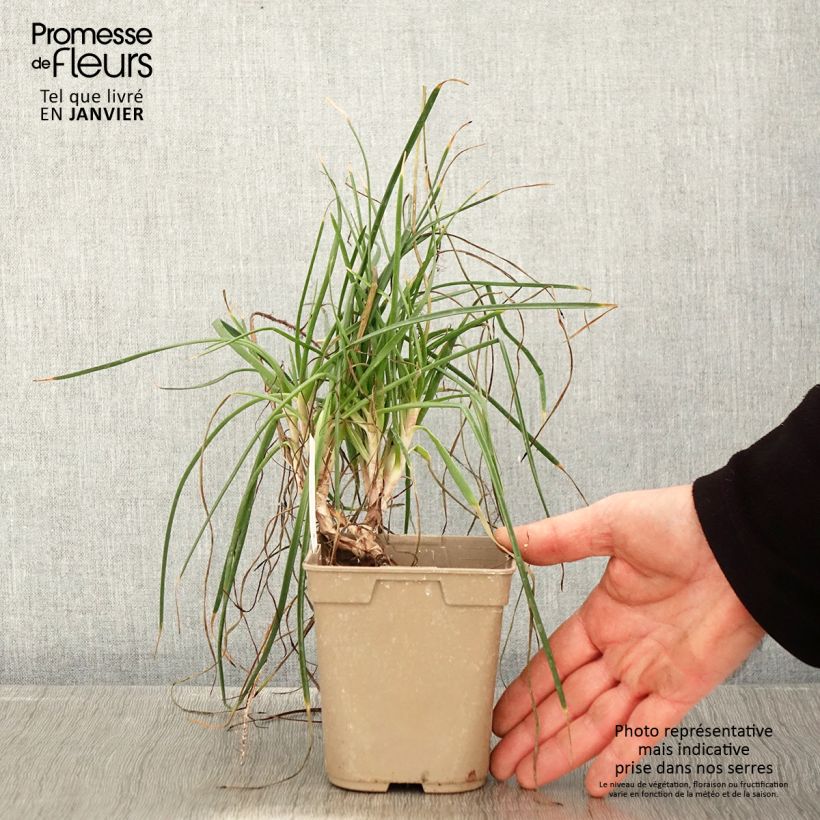 Bulbine frutescens Hallmarck Maceta 1L/1,5L Ejemplar entregado en invierno