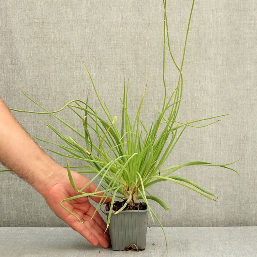 Ejemplar de Bulbine frutescens Medicus Maceta de 8/9 cm entregado en verano