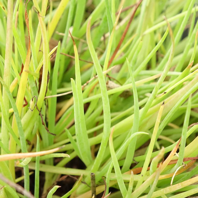 Bulbine frutescens Medicus (Follaje)