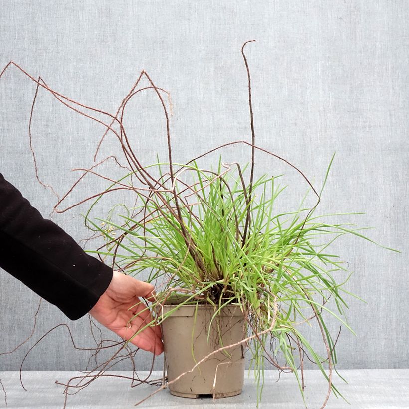 Bulbine frutescens Medicus Maceta 3L/4L Ejemplar entregado en invierno