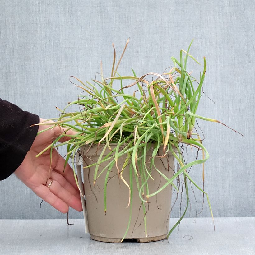 Bulbine frutescens Medicus Maceta 3L/4L Ejemplar entregado en la primavera