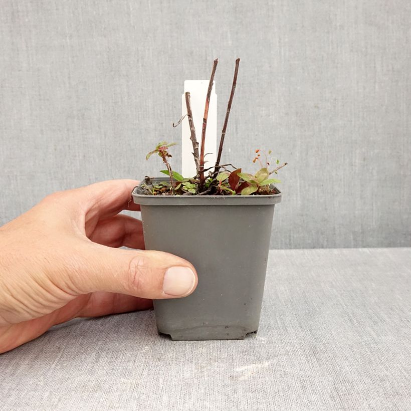 Ejemplar de Buphthalmum salicifolium Alpen Gold Maceta de 8/9 cm entregado en otoño