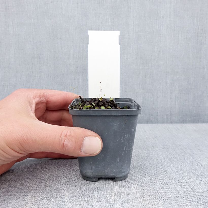 Buphthalmum salicifolium Dora Maceta de 8/9 cm Ejemplar entregado en la primavera