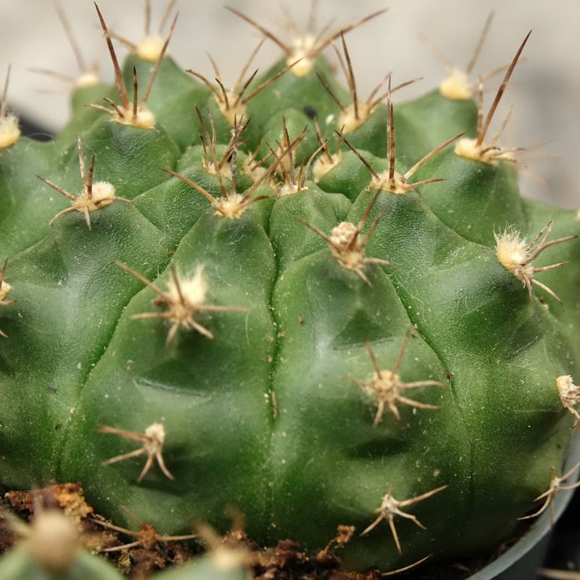 Cactus - Gymnocalycium baldianum (Follaje)