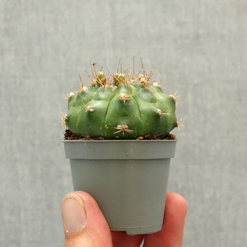 Cactus - Gymnocalycium baldianum miniplanta Ejemplar entregado en la primavera