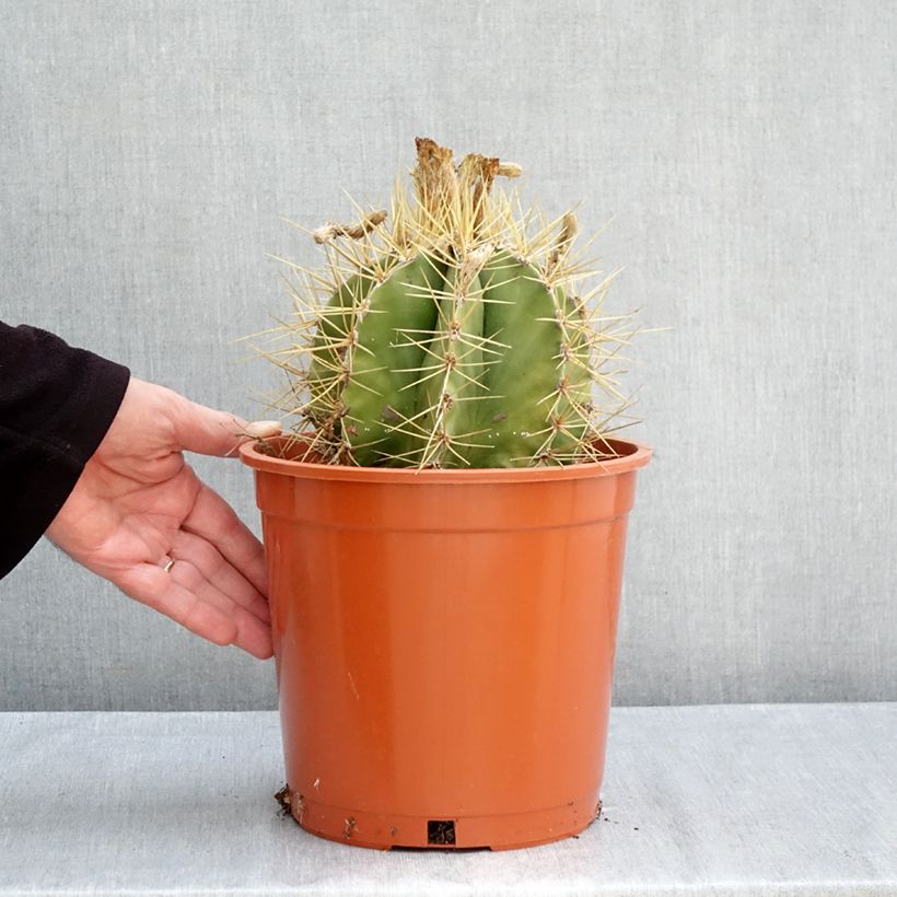 Ejemplar de Cactus estrella - Astrophytum ornatum Maceta 4L/5L entregado en otoño