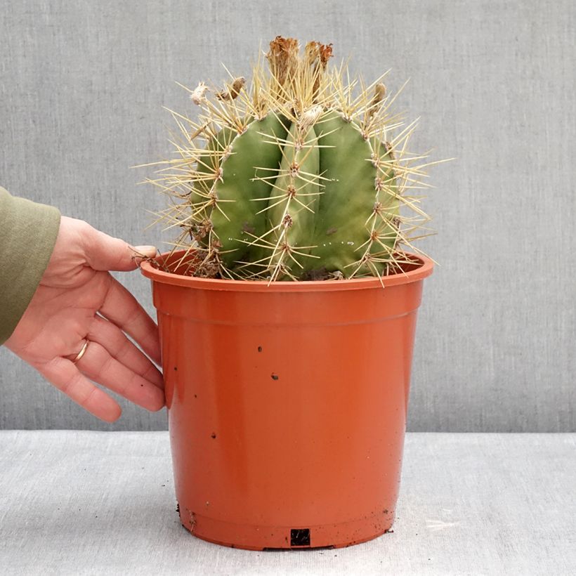 Cactus estrella - Astrophytum ornatum Maceta 4L/5L Ejemplar entregado en invierno