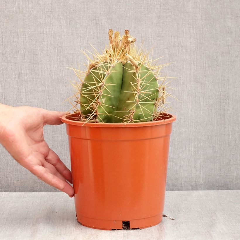 Ejemplar de Cactus estrella - Astrophytum ornatum Maceta 4L/5L entregado en verano