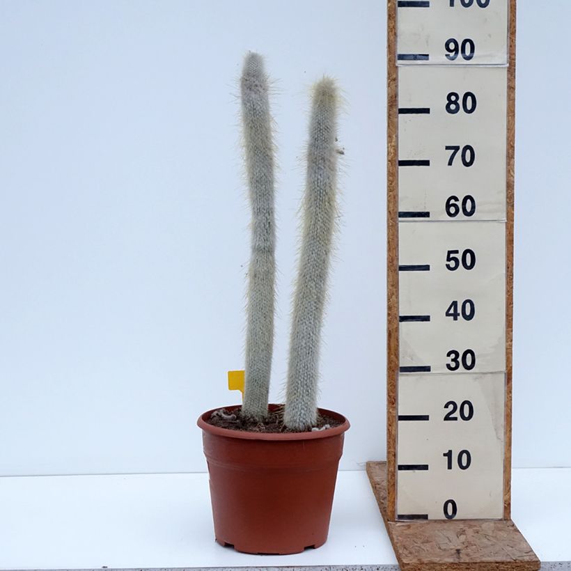 Cactus - Cleistocactus strausii Maceta 12L/15L Ejemplar entregado en invierno
