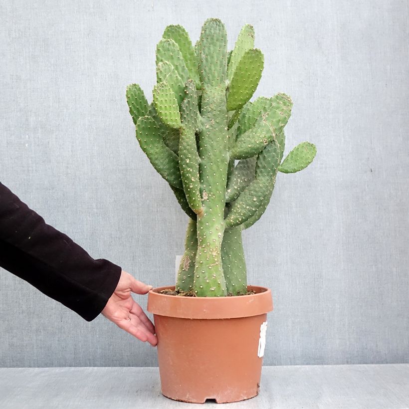 Ejemplar de Cactus - Consolea rubescens Maceta 7,5L/10L entregado en otoño