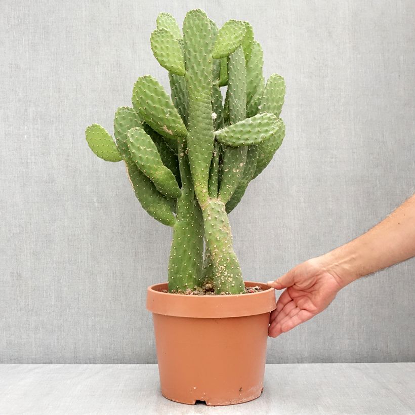 Ejemplar de Cactus - Consolea rubescens Maceta 7,5L/10L entregado en verano