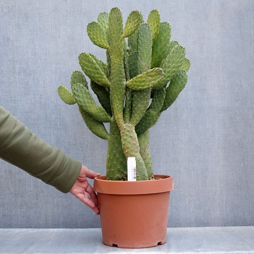 Cactus - Consolea rubescens Maceta 7,5L/10L Ejemplar entregado en invierno