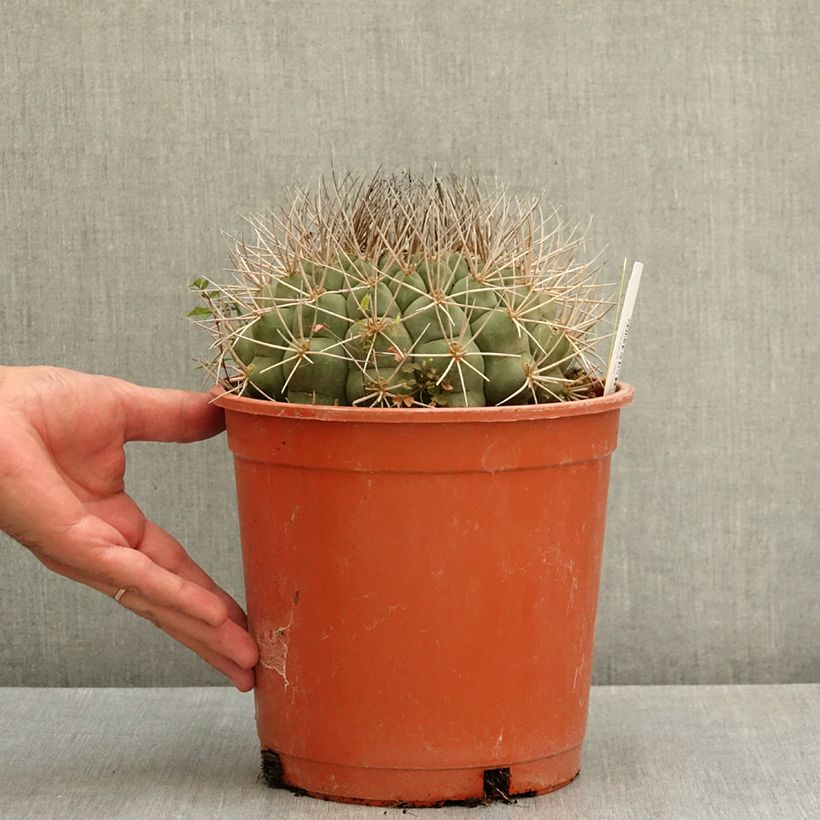 Ejemplar de Cactus - Gymnocalycium saglionis Maceta 4L/5L entregado en verano