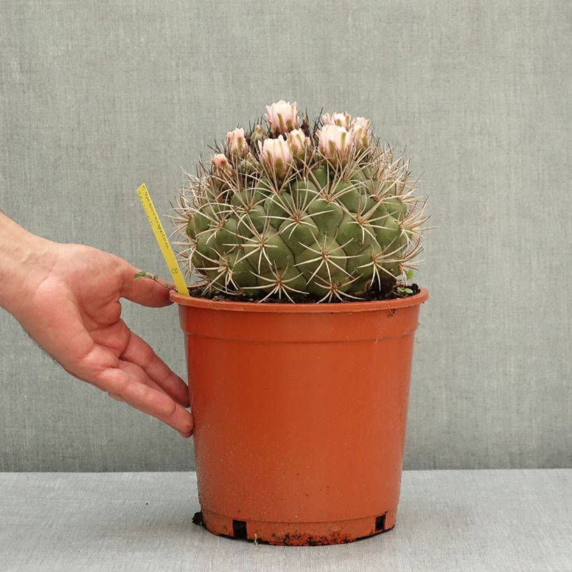 Cactus - Gymnocalycium saglionis Maceta 4L/5L Ejemplar entregado en la primavera