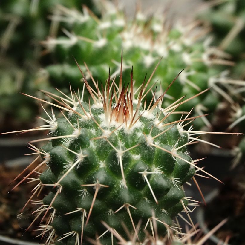 Cactus - Mammillaria baxteriana (Follaje)