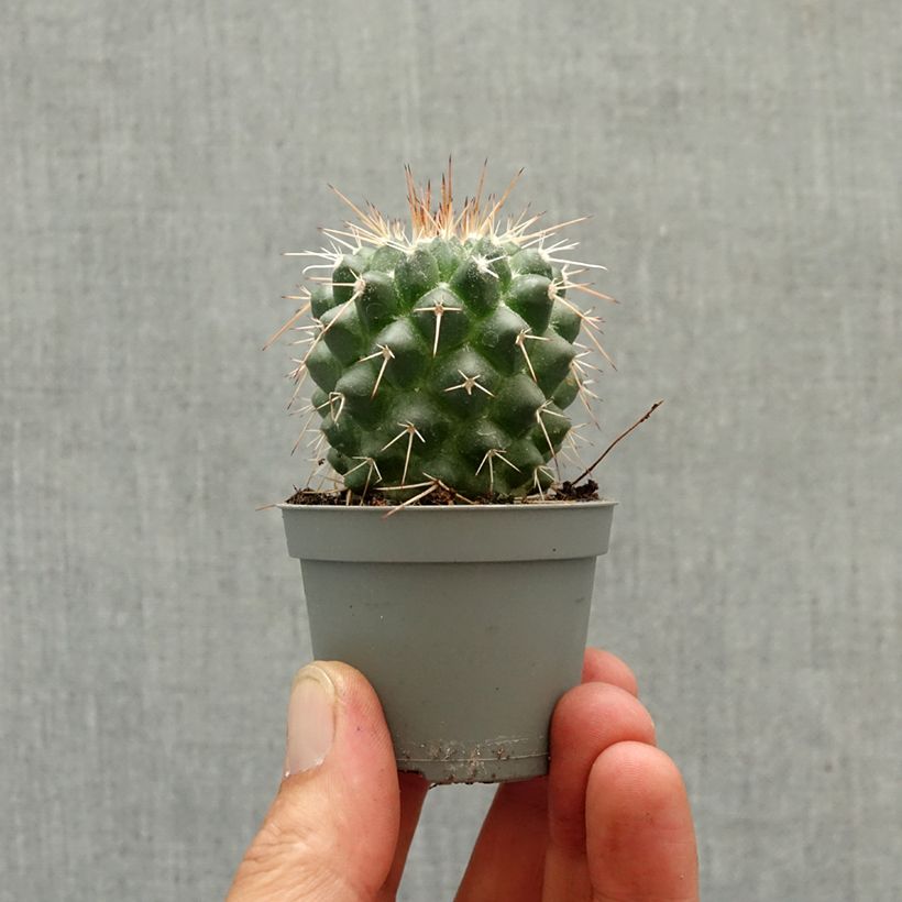 Cactus - Mammillaria baxteriana miniplanta Ejemplar entregado en la primavera