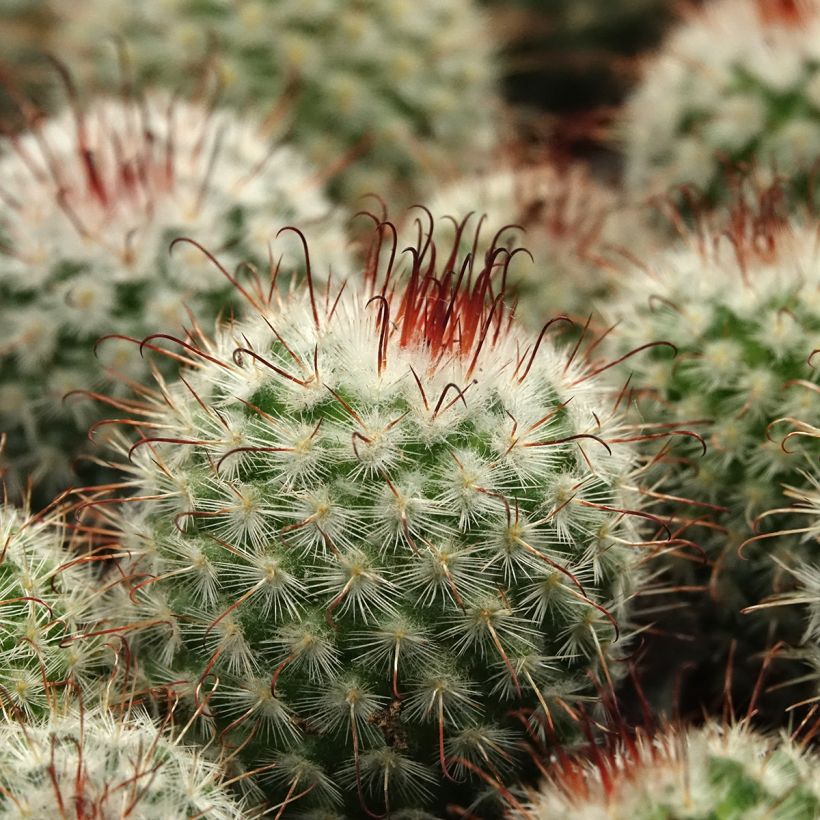 Cactus - Mammillaria bombycina (Follaje)