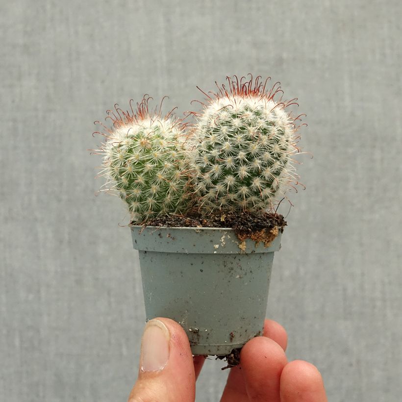 Cactus - Mammillaria bombycina miniplanta Ejemplar entregado en la primavera