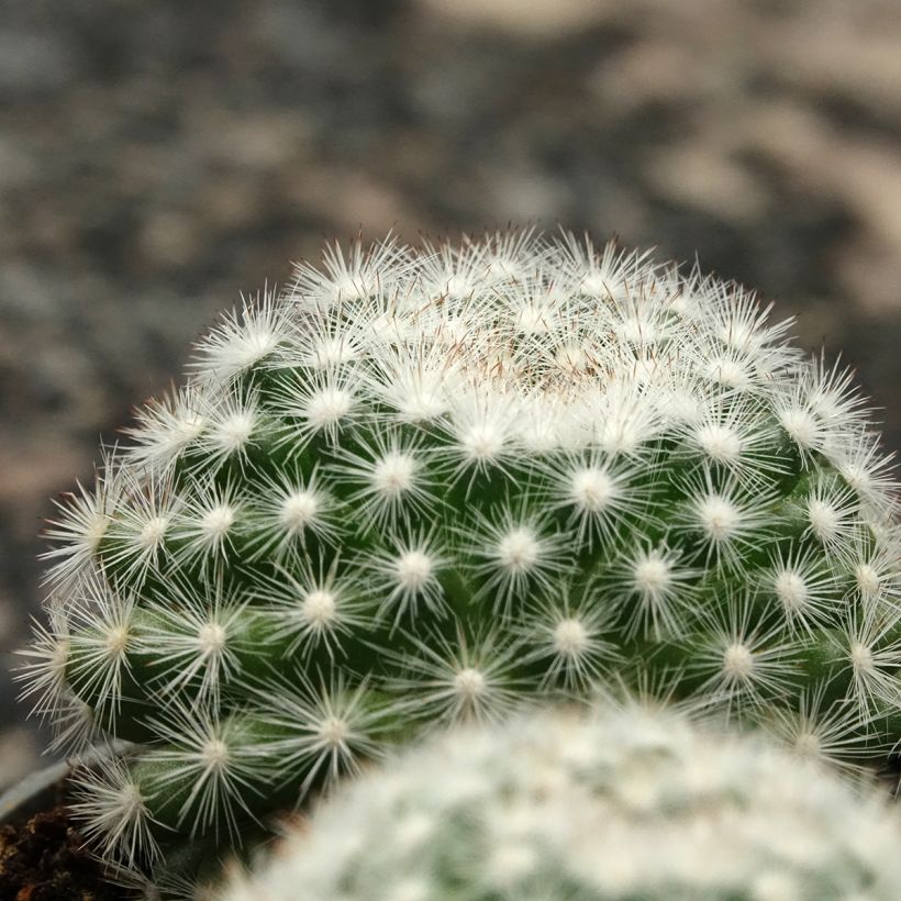 Cactus - Mammillaria candida (Follaje)
