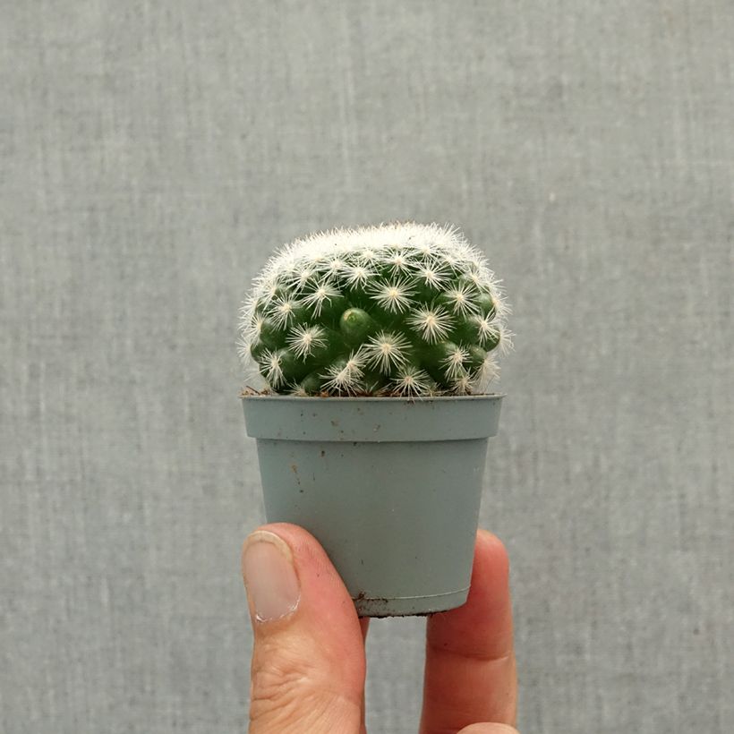 Cactus - Mammillaria candida miniplanta Ejemplar entregado en la primavera