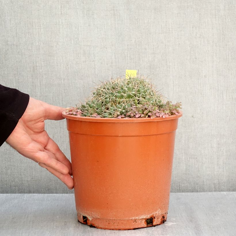 Ejemplar de Cactus - Mammillaria compressa Maceta 4L/5L entregado en otoño