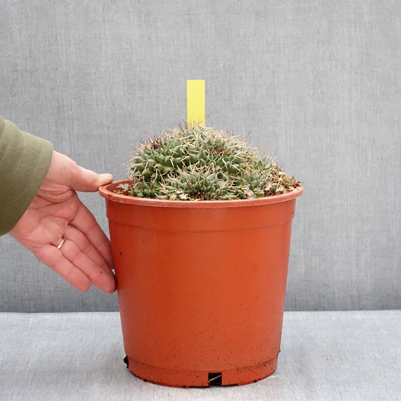Cactus - Mammillaria compressa Maceta 4L/5L Ejemplar entregado en invierno