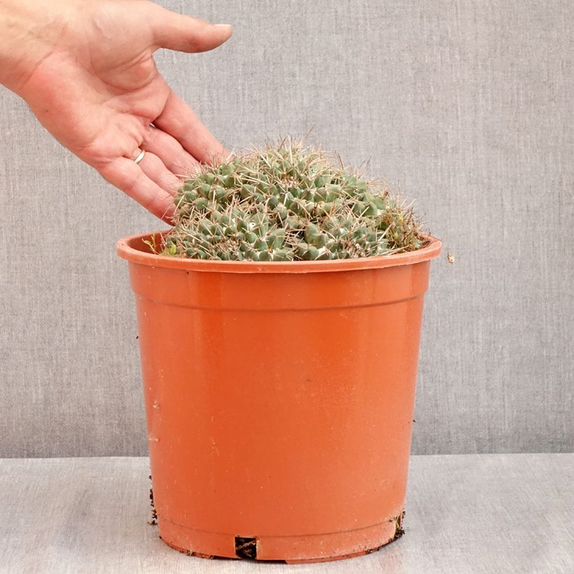 Ejemplar de Cactus - Mammillaria compressa Maceta 4L/5L entregado en verano
