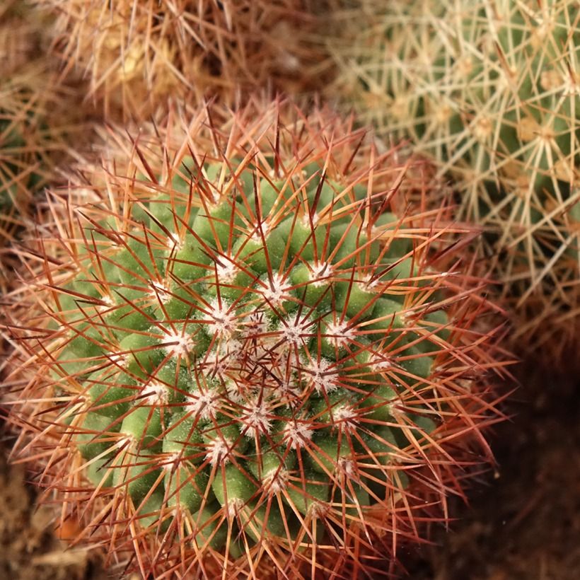 Cactus - Mammillaria ernestii var. rubrispina (Follaje)