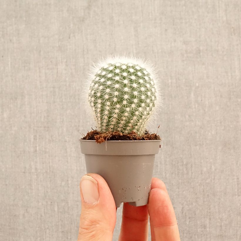 Cactus - Mammillaria hahniana miniplanta Ejemplar entregado en la primavera