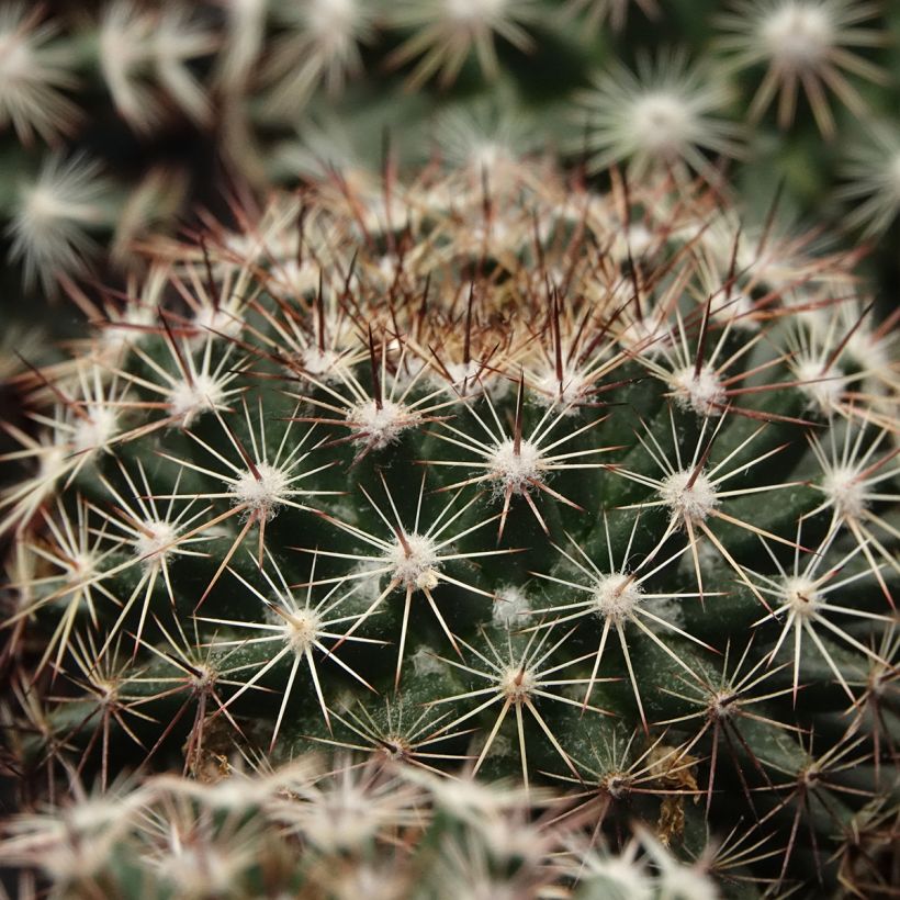 Cactus - Mammillaria heyderi (Follaje)