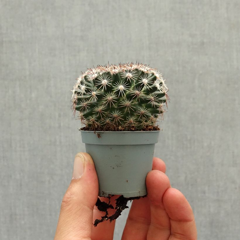 Cactus - Mammillaria heyderi miniplanta Ejemplar entregado en la primavera