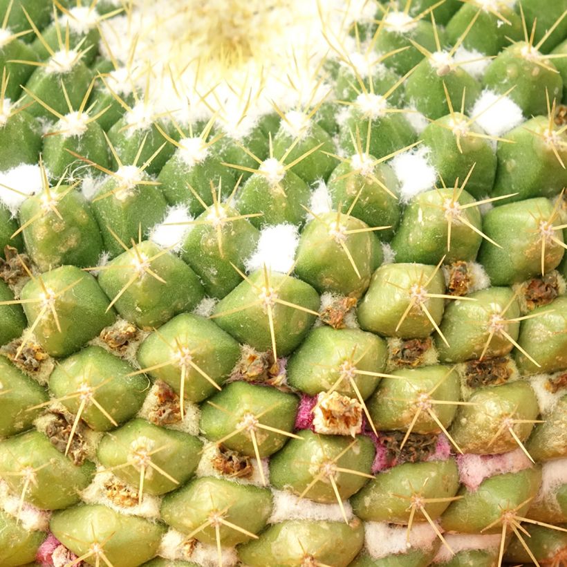Cactus - Mammillaria marksiana (Follaje)