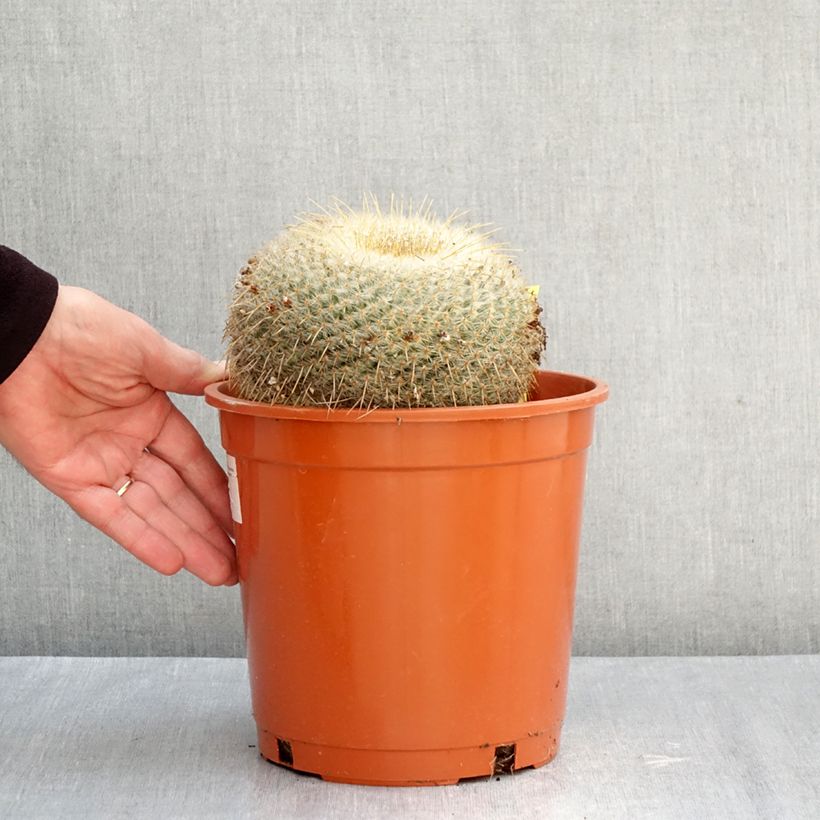 Ejemplar de Cactus - Mammillaria muehlenpfordtii Maceta 4L/5L entregado en otoño