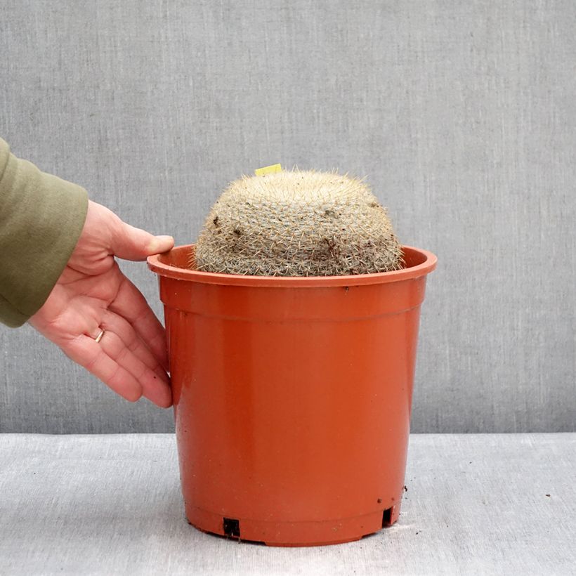 Cactus - Mammillaria muehlenpfordtii Maceta 4L/5L Ejemplar entregado en invierno