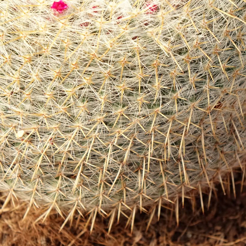 Cactus - Mammillaria muehlenpfordtii (Follaje)