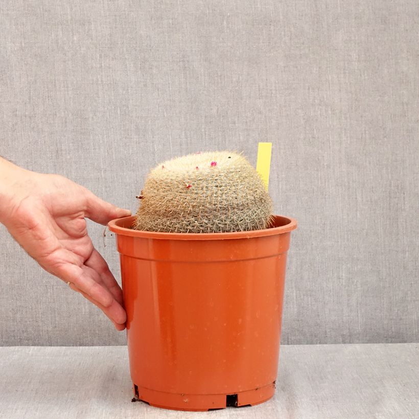 Ejemplar de Cactus - Mammillaria muehlenpfordtii Maceta 4L/5L entregado en verano