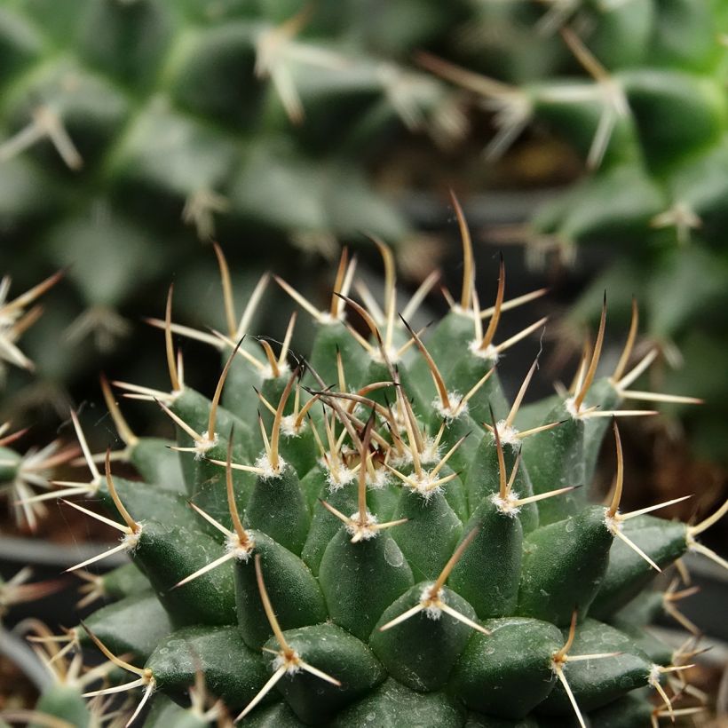 Cactus - Mammillaria nejapensis Silver Arrows (Follaje)