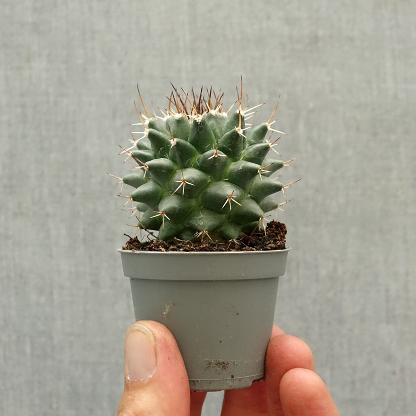 Cactus - Mammillaria nejapensis Silver Arrows miniplanta Ejemplar entregado en la primavera