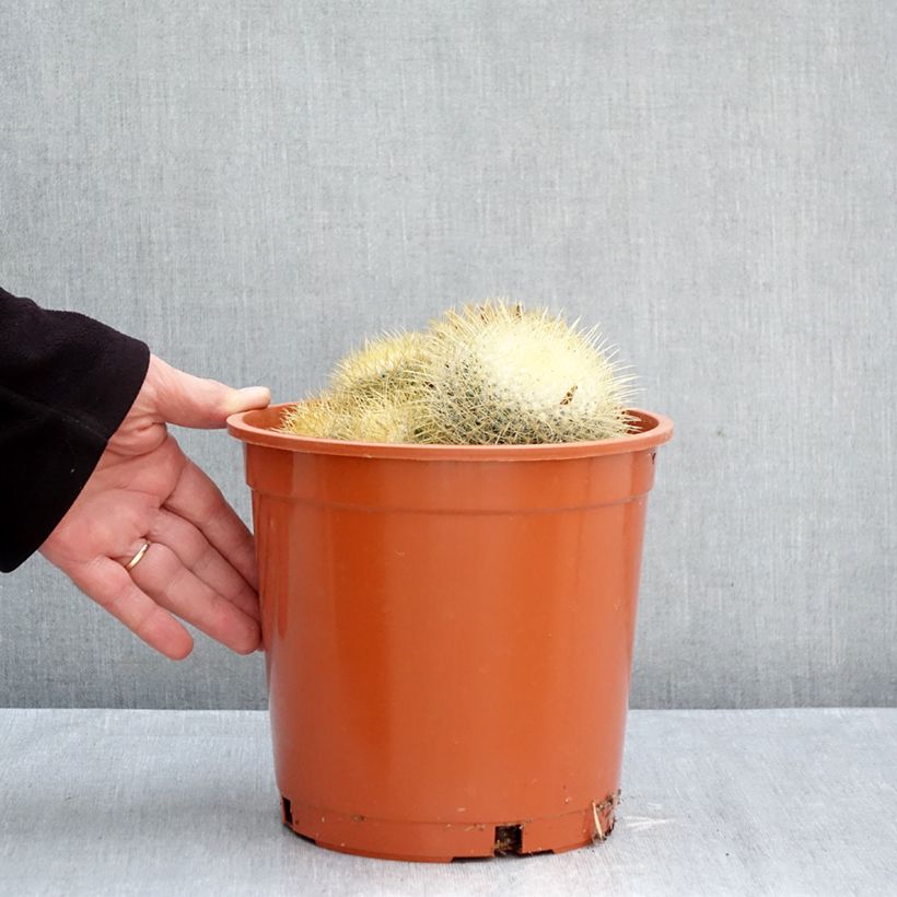 Ejemplar de Cactus - Mammillaria pringlei Maceta 4L/5L entregado en otoño