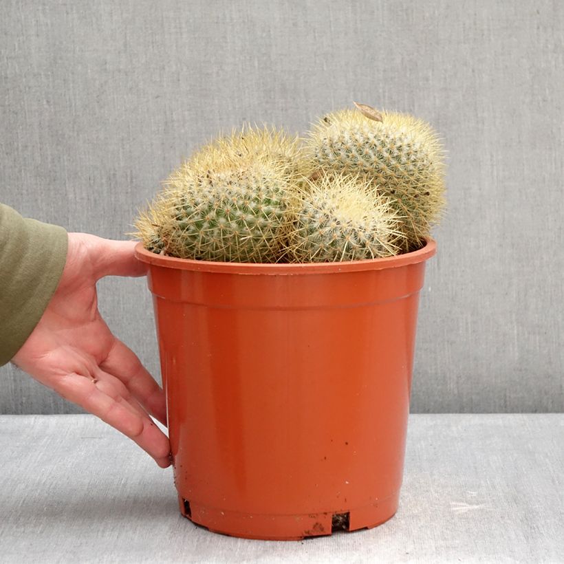 Cactus - Mammillaria pringlei Maceta 4L/5L Ejemplar entregado en invierno