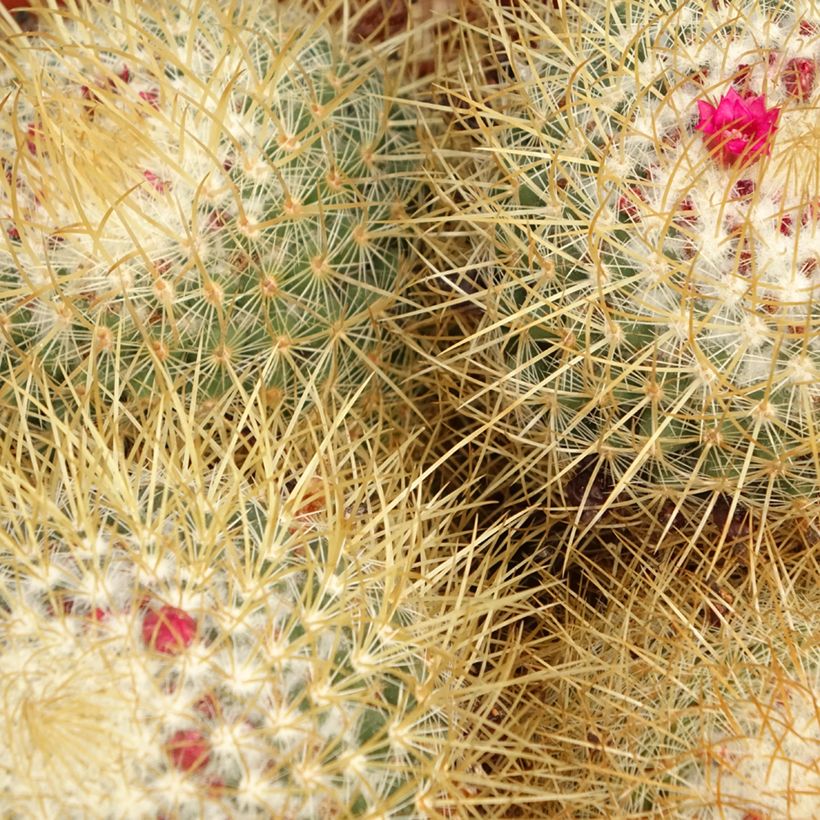 Cactus - Mammillaria pringlei (Follaje)