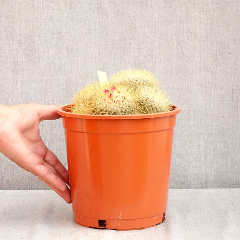 Ejemplar de Cactus - Mammillaria pringlei Maceta 4L/5L entregado en verano
