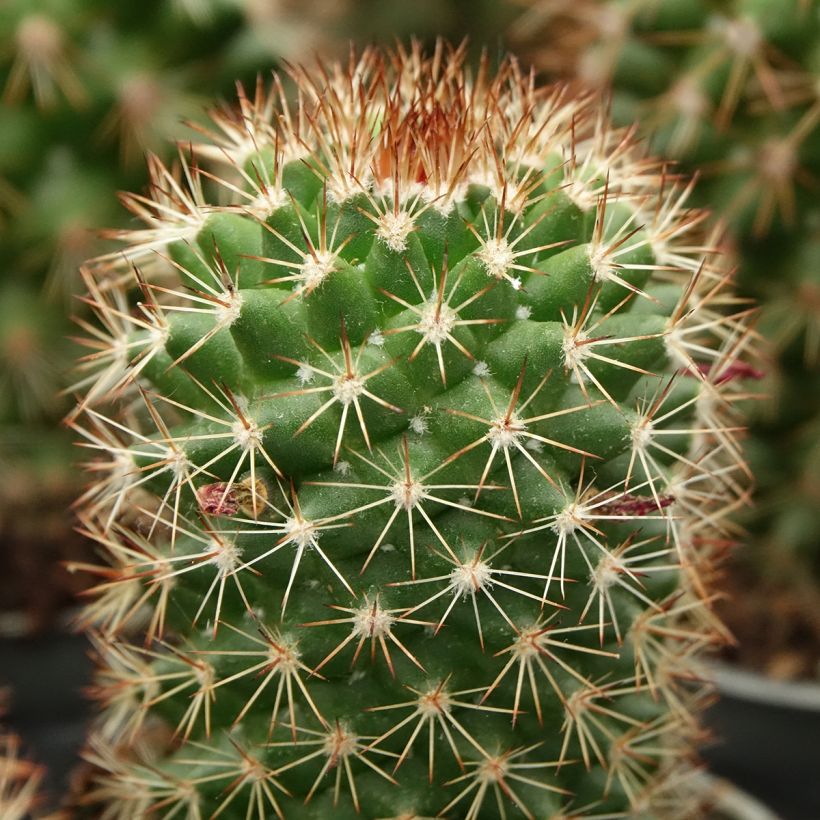 Cactus - Mammillaria ruestii (Follaje)