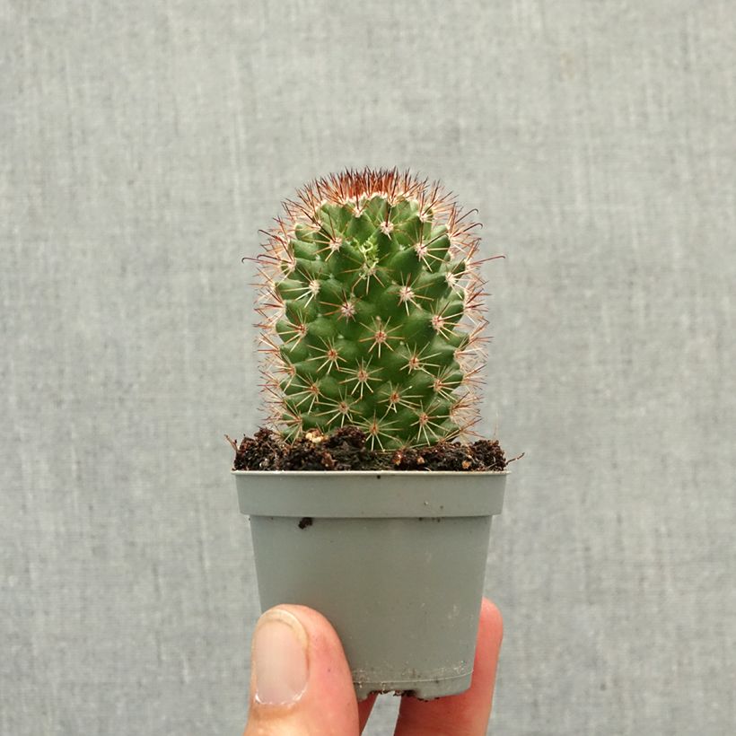Cactus - Mammillaria ruestii miniplanta Ejemplar entregado en la primavera