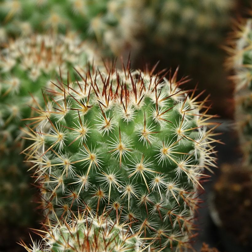 Cactus - Mammillaria spinosissima f. rubrispina  (Follaje)