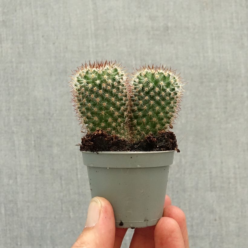 Cactus Mammillaria spinosissima f. rubrispina  miniplanta Ejemplar entregado en la primavera