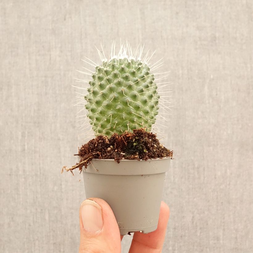 Cactus - Mammillaria Un Pico miniplanta Ejemplar entregado en la primavera