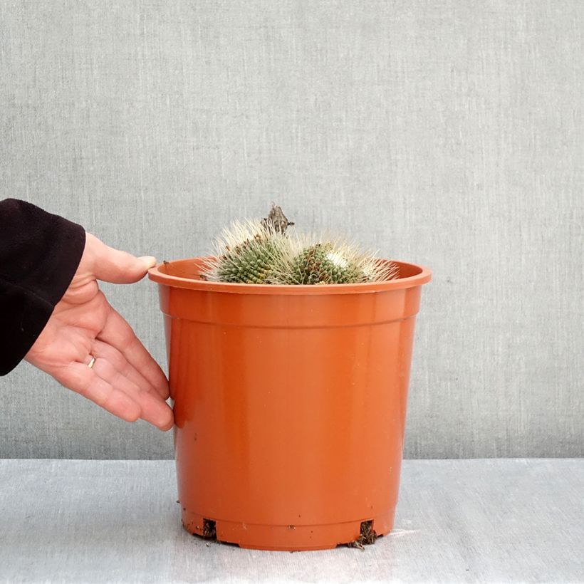 Ejemplar de Cactus - Mammillaria Un Pico Maceta 4L/5L entregado en otoño