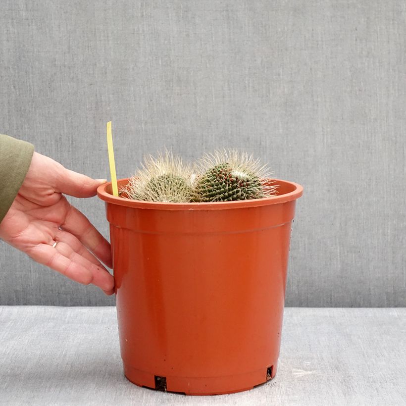 Cactus - Mammillaria Un Pico Maceta 4L/5L Ejemplar entregado en invierno
